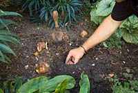 Planting colchicum bulbs in a border