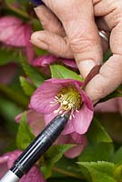 Pollinating hellebores. Collecting pollen using pen lid