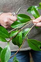 Taking leaf bud cuttings from a camellia. Showing new and old wood