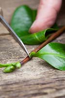 Taking leaf bud cuttings from a camellia. Trimming cutting with knife