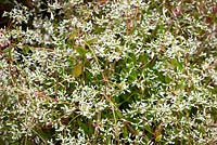 Euphorbia hypericifolia Diamond Frost syn. 'Inneuphe'