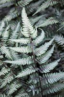 Athyrium niponicum var.pictum 'Silver Falls'. Japanese Painted Fern