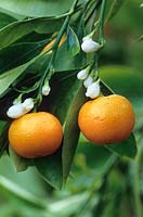 Calamondin orange. x citrofortunella mitis syn. c.microcarpa. Citrus flower and fruit. 