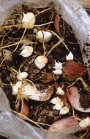 Lily bulb scaling. Open plastic bag showing bulblets developed on scales