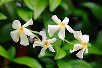 Trachelospermum jasminoides, confederate jasmine, star jasmine, in full flower, July