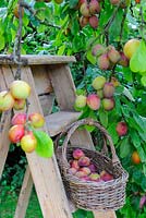 Victoria plum tree with ripe fruit in basket and step ladder