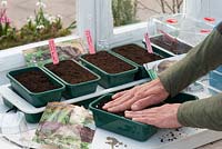 Sow artichoke seeds - Cynara scolymus in heated seed trays - pressing down firmly
