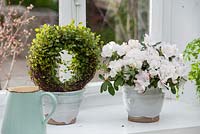 Rhododendron simsii in container on windowsill 
