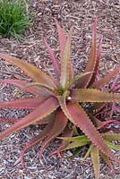 Aloe cameronii  