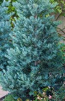 Podocarpus 'Icee Blue' 
