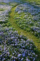Chionodoxa forbesii - Snow Glory and Gagea lutea, path leading trough a carpet of blue spring flowers