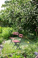 Philadelphus coronarius, two chairs standing under large shrub