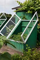 Wooden mini greenhouse with tomato plants, grapevine and small fig tree