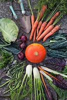 Organic vegetables harvested from garden, Brassica oleracea - Black kale, carrots, pumpkin, beans, Foeniculum vulgare - fennel, red onion, herbs, Swiss Chard - Beta Vulgaris, Brassica - Cabbage