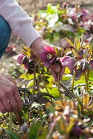 Woman cutting blooms of Helleborus orientalis - Lenten roses