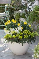 Yellow and white mixed container - Euphorbia 'Thalia' - Spurge, Hyacinthus 'White Pearl' - Hyacinth and Erysimum Rysi 'Winter Light' - Wallflower