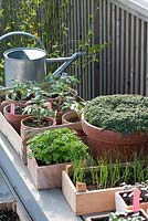 Vegetables seedlings allowed to harden to outside: tomato, spring onions, radish, parsley, pot of thyme