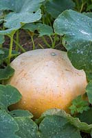 Growth development of Pumpkin Hundred Weight. 