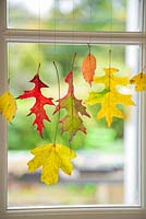 Variety of autumnal leaves hanging from a window, with a view to the garden. 