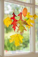 Variety of autumnal leaves hanging from a window, with a view to the garden.