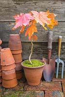 Acer - Maple tree accompanied with terracotta pots, hand trowel and hand fork against a wooden backdrop. 