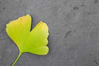Autumnal Ginkgo biloba leaf against slate