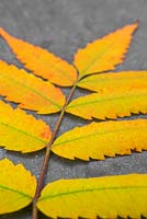 Autumnal Rhus typhina leaves against slate