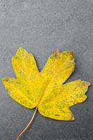 Autumnal Acer campestre leaf against slate