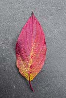 Autumnal Cornus leaf against slate.