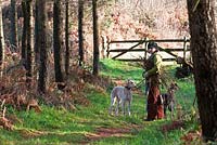 Annie Guilfoyle with her Lurchers out collecting long sticks from the wood which she will use to make the frame of a Christmas wreath.