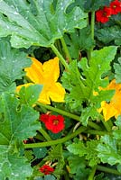 Courgette flowers and nasturiums