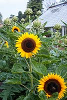 Helianthus annus - Sunflowers and greenhouse