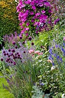 Summer border - Clematis 'Cardinal Wysynski', Allium sphaerocephalon, Veronica spicata, Nepeta kubanica, poppies, Nepeta 'Six Hills Giant', Rosa 'Lavender Dream'.