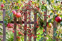 Rosehip wreath hanging on the wooden fence under apple tree.