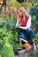 Woman harvesting vegetables - broccoli, squashes, fennel, peppers, courgettes.