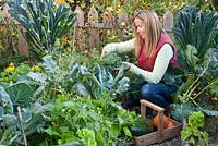 Woman harvesting vegetables - broccoli, squashes, fennel, peppers, courgettes.