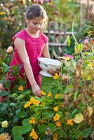Girl collecting edible flowers - nasturtium.