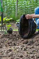 Adding manure to freshly prepared hole before planting Squash 'Sweet Dumpling'