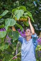 Woman standing under gigantic Helianthus - Sunflower