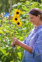 Woman gathering Helianthus - Sunflowers to make a bouquet
