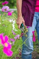 Woman holding pruning secateurs a handful of deadheaded Cosmos flowers