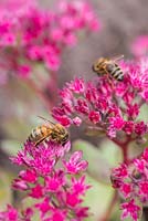 Honey Bees - Apis mellifera gathering pollen from Sedum 'Vera Jameson'