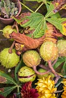 Horse Chestnut - Aesculus hippocastanum amongst foliage, Chrysanthemums and pot of Sweet peas