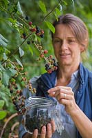 Woman foraging Rubus fruticosus - Blackberry