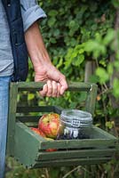 Woman carrying trug of foraged Rubus fruticosus - Blackberry and Malus - Apples picked from an allotment