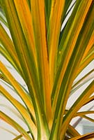 Phormium cookianum subsp Hookeri 'Cream Delight' sword shaped leaves mostly cream edged with green turning colour in Autumn 