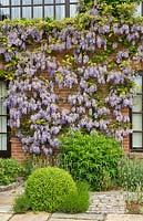 Wisteria sinensis climbing walls in patio garden with lilac-blue flowerheads in summer at Wilkins Pleck, NGS