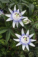 Passiflora 'Silly Cow'