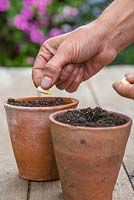 Sowing Squash 'Uchiki Kuri' seeds in terracotta pots.
