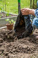 Adding manure to freshly dug hole to plant out young Squash 'Uchiki Kuri' plants 